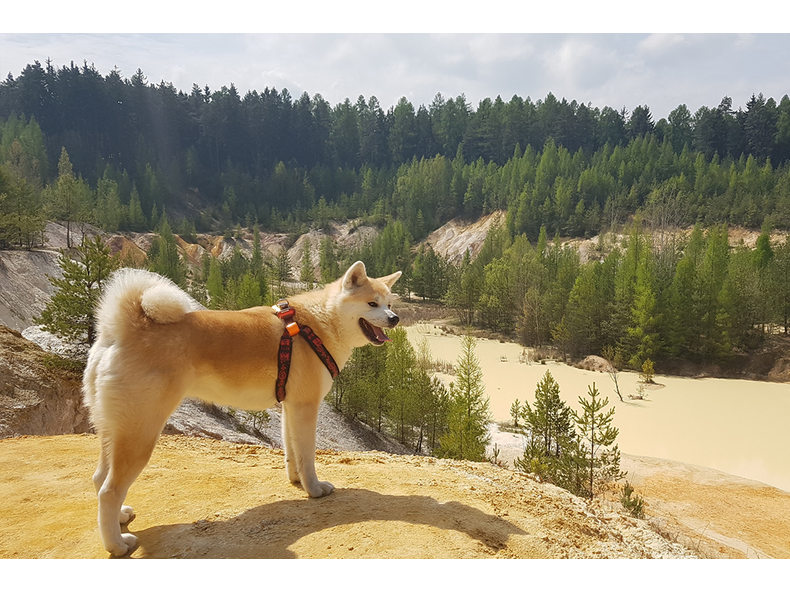 BolDog barátaink